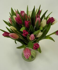20 ks tulipánů - míchané barvy