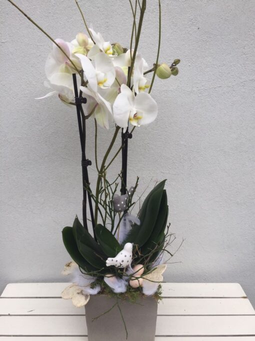 Orchidej Phalenopsis s velikonoční ozdobou v dekoračním obalu