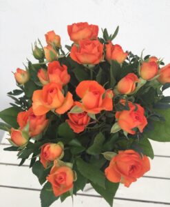 Kytice - krásné trsové růže