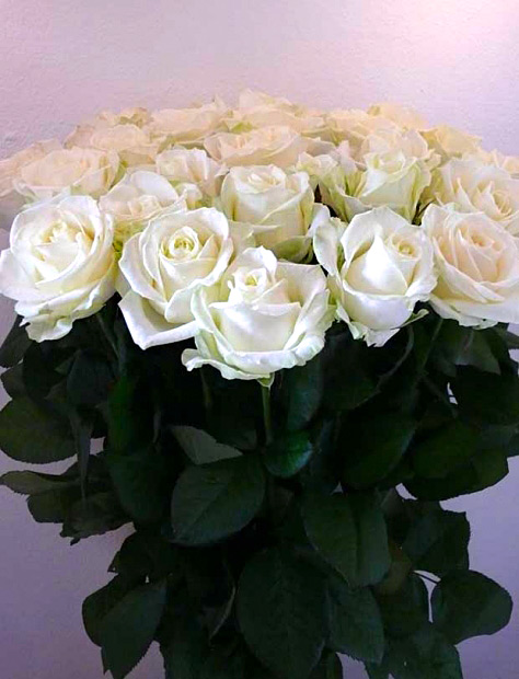 Kytice bílých růží odrůdy Avalanche 30 kusů